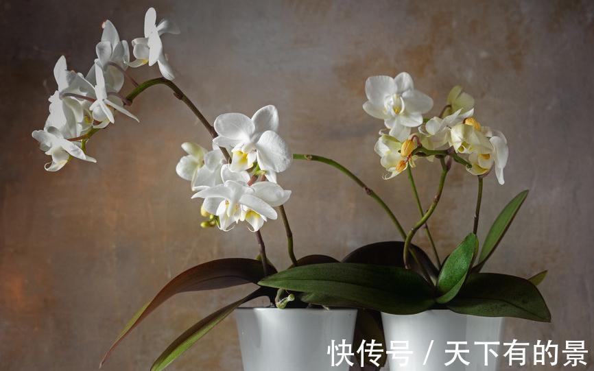 春兰|兰花这样养,花开不断,越长越好