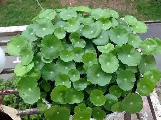 想让铜钱草“爆盆”,学会“小窍门”,一个月疯长爆盆,叶大又圆