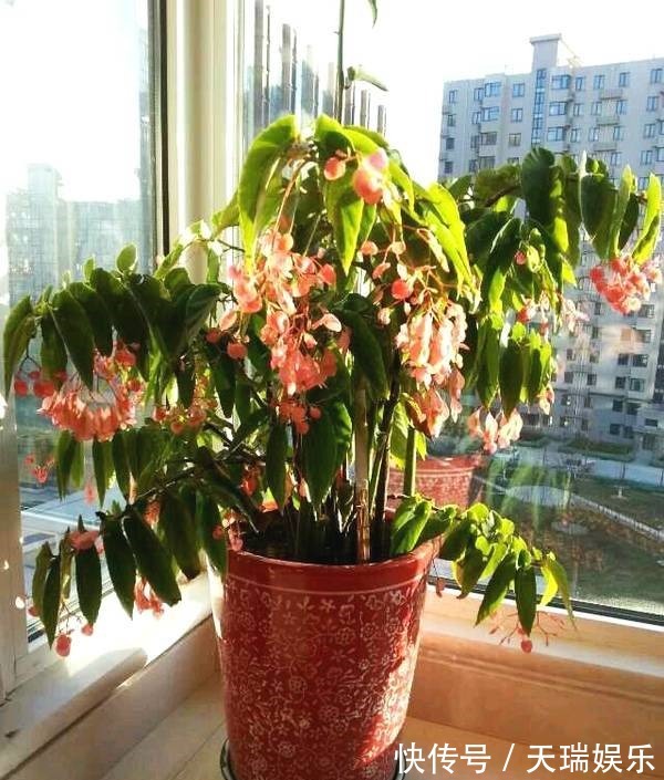 花期最长的室内绿植,一年四季开花,比绿萝还好养,扦插就能活