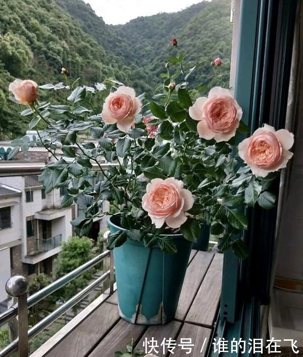 月季花|八种以“香”闻名的月季花,花开一朵,满屋子香气,养护也简单!