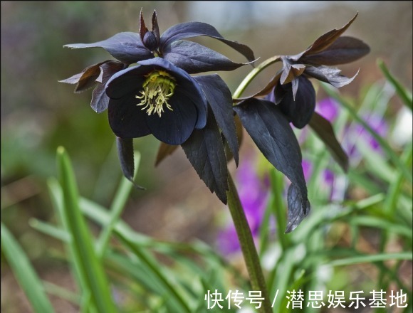 10种罕见的黑色花,都说很高贵,我怎么觉得诡异?