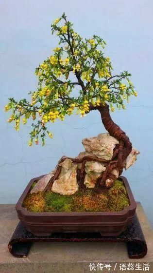 苍劲|山里的1棵老树桩,挖出来种盆里,开花后,眼睛都看直了!