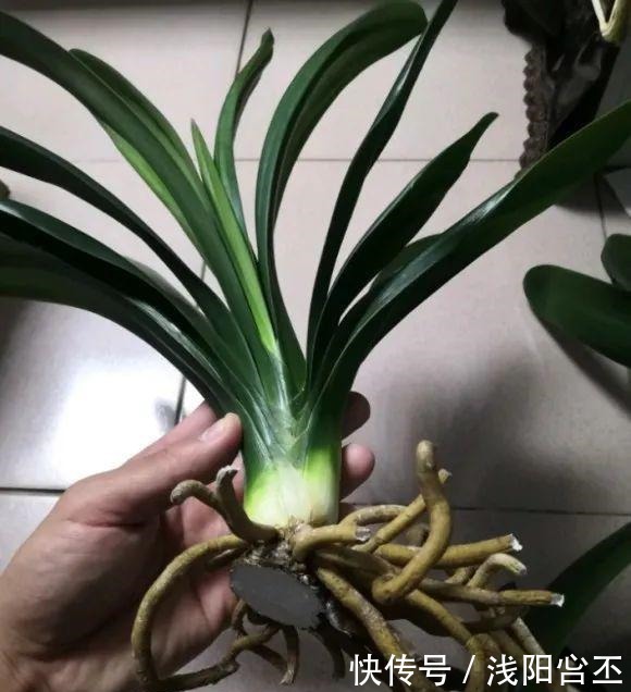 30年的君子兰,长出粗壮大老桩,砍还是不砍!