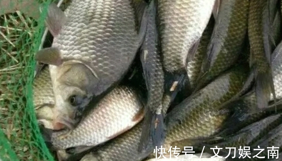 冬天|冬季钓鱼发窝慢,关键是方法要用对,快速发窝方法!