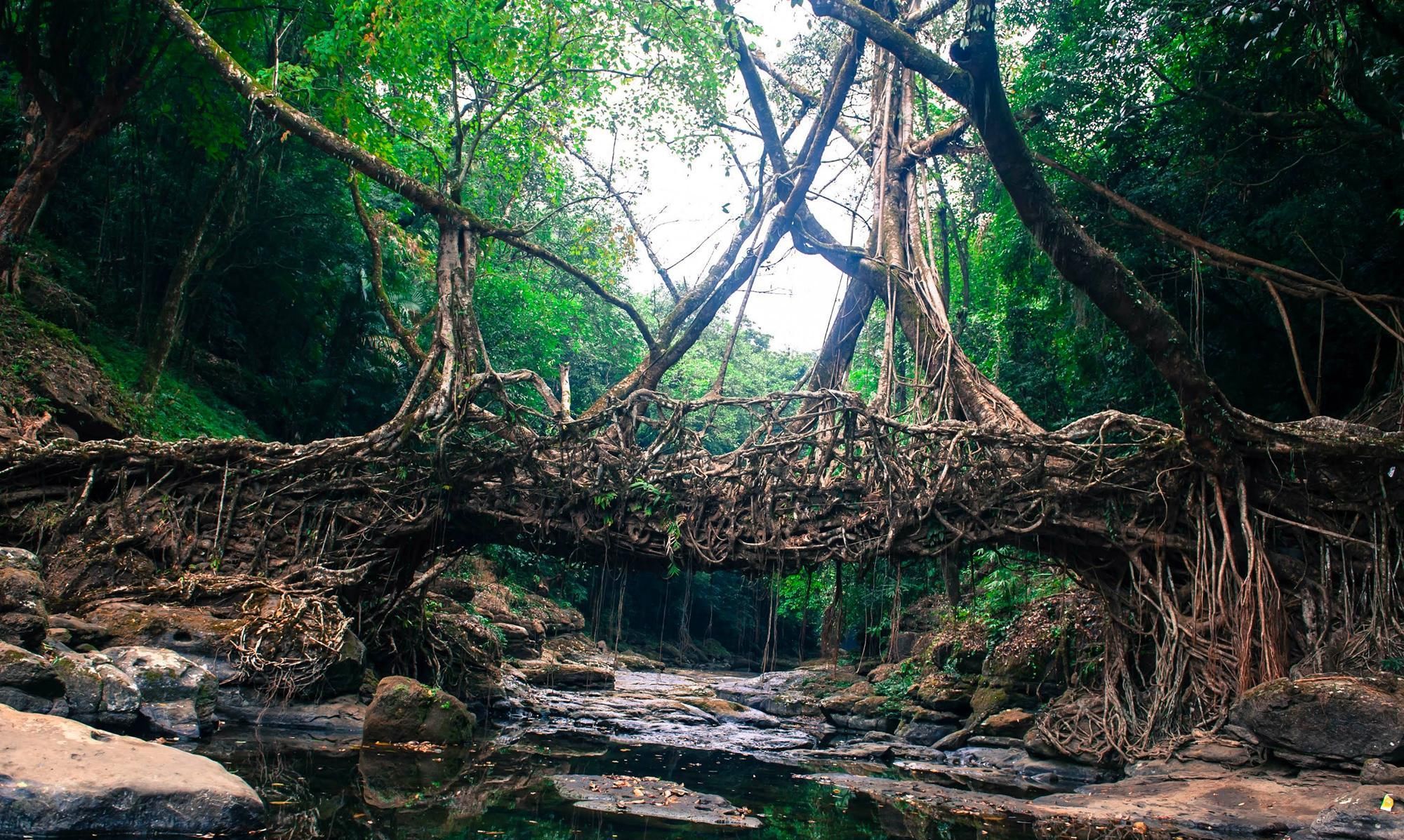 当地人|印度当地人，用树种了一座桥，500年间越变坚固