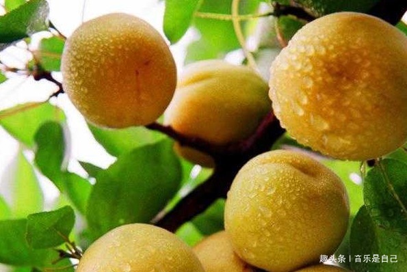 美味|女性不想早衰,常吃4种食物,滋养皮肤,美味健康,排出身体毒素