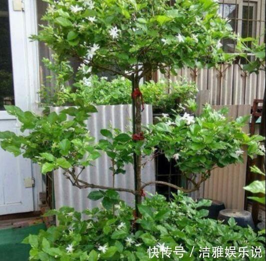 茉莉老枝|茉莉老枝“一剪没”,株型越来越美艳,除旧迎新变大“老桩”