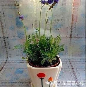 小竅門|這3種花寧神、促睡眠，“臥室”來一盆，不失眠、舒服睡整晚