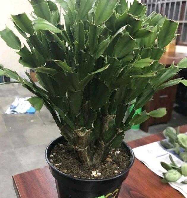 花朵|秋季养“蟹爪兰”,10天浇1碗肥水,开花多3倍,花朵大、花色艳