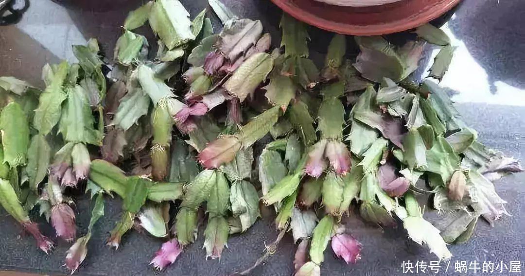 底肥|养花技巧：蟹爪兰一片叶子，蹿出10个花苞，给它喂啥好东西了