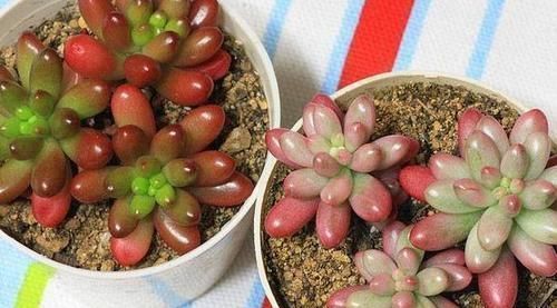 红绿|养多肉虹之玉,注意此4点,叶子红绿相间,像圣诞树和老人