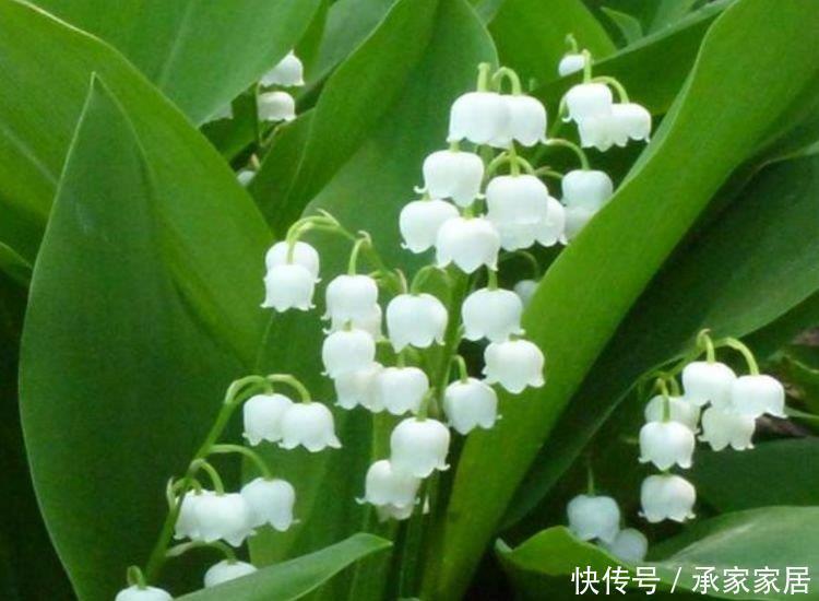 5种花好养又漂亮,花朵大花期长,比牡丹美,比绿萝好养