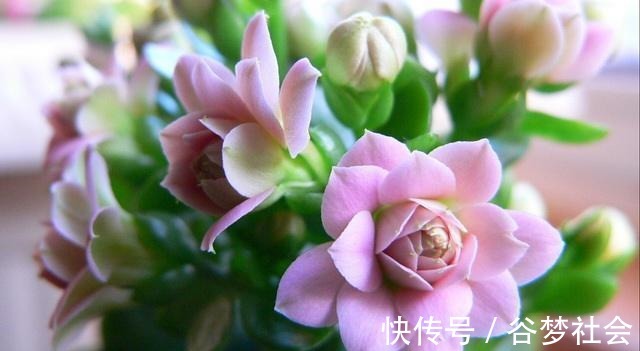 花花朵|长寿花养护技巧,做到了此几点,保证长寿花花朵大叶子绿!