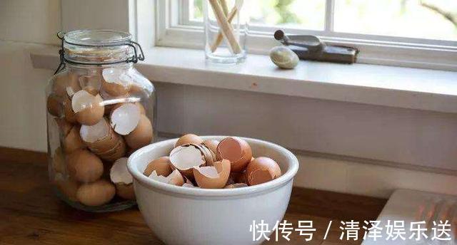 养花|生活垃圾做养花肥，再好不过，月季花用了就猛长！