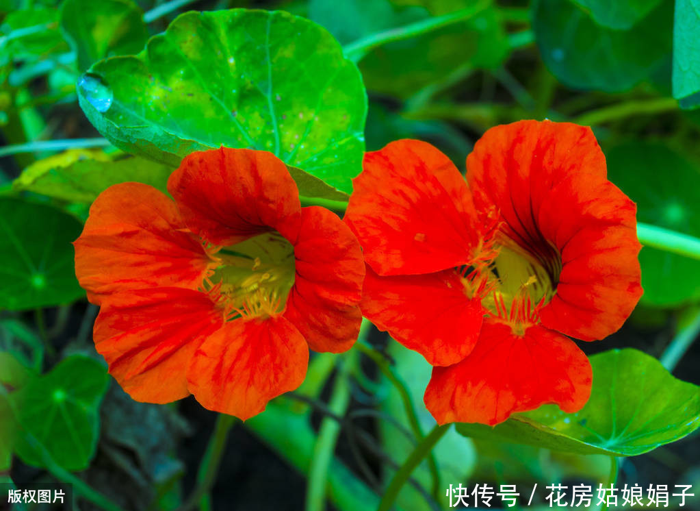 缠绕攀援的旱金莲四季开花,叶像碗莲,花如群蝶飞舞,满屋飘香