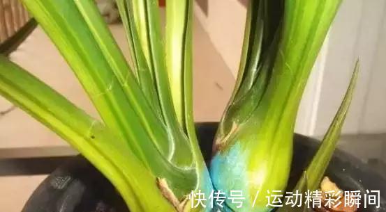 兰花不长,这样轻轻一掰,30天就爆盆