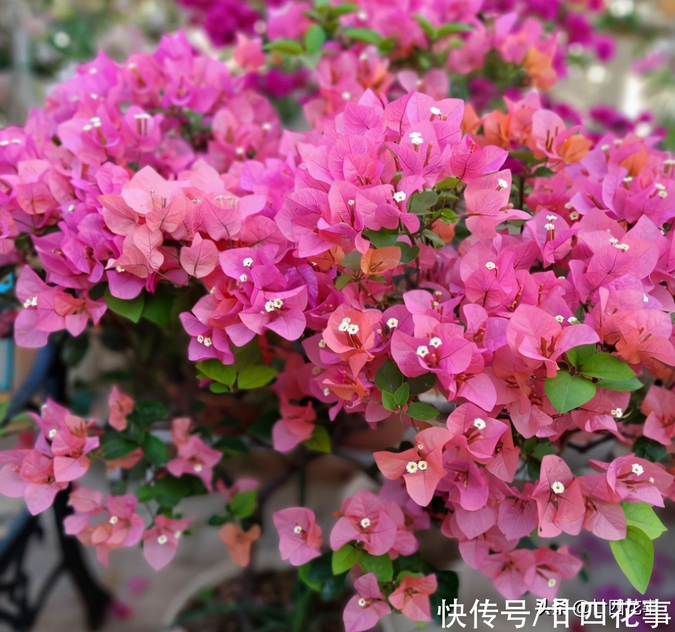 磷酸二氢钾，是养花“双刃剑”，用好了花多色艳，用不好伤害植株