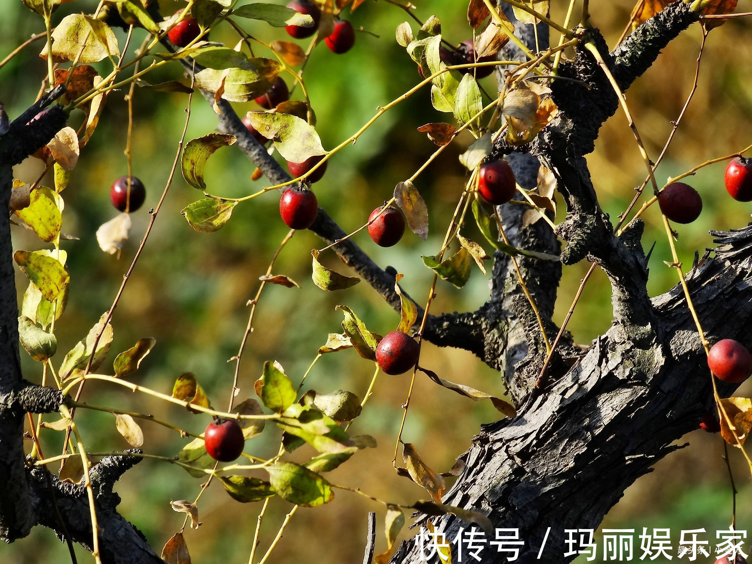 安神药|治失眠最出名的一味药,10张中医方,9张有它,失眠朋友得救了!