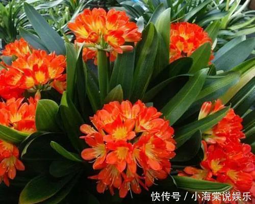 淘米水中加点料，就是万能养花水，给花喝一勺，养啥都旺