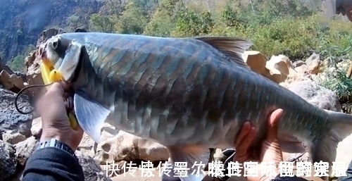 大鱼|和朋友深山钓鱼,意外钓上“奇鱼”,鱼鳞大,颜色也特别,什么鱼