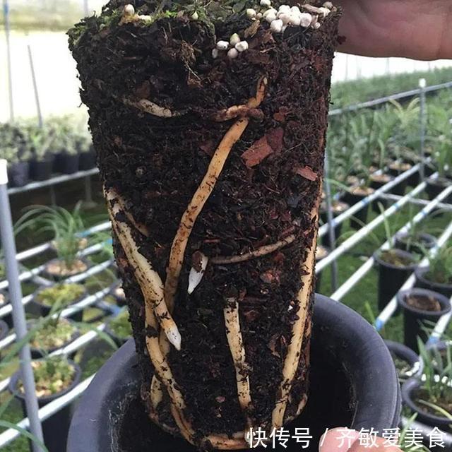 养花|有这“6种坏习惯”,是养不好花的,快来看看你有没有