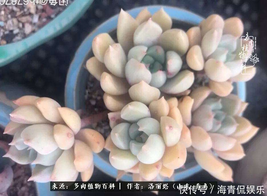 白月影|我和我的“多肉恋人”,怎么样有没有惊艳到你!