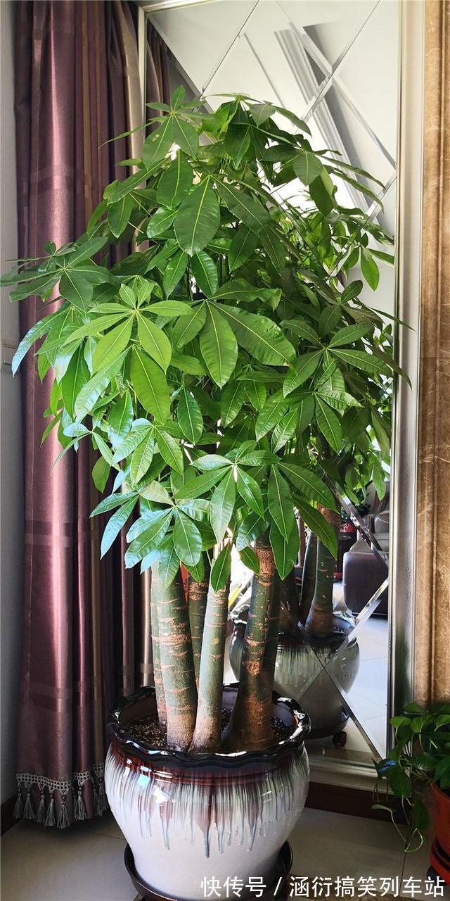 玉树|天气冷,六种花要“干养”,少水多晒才健壮,养成老桩更旺家