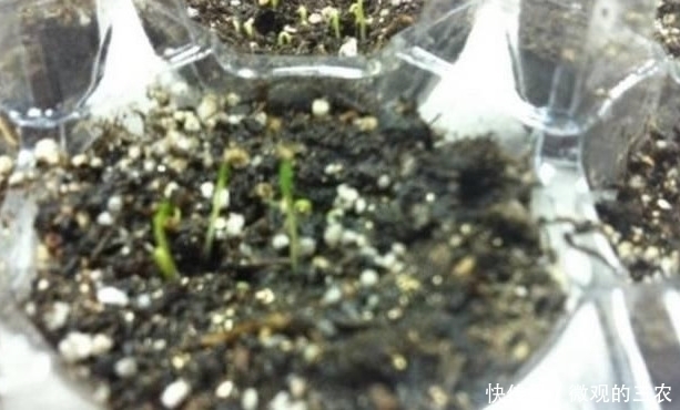 养几株对身体好的花草，除了欣赏，还能食疗，堪称阳台小药箱