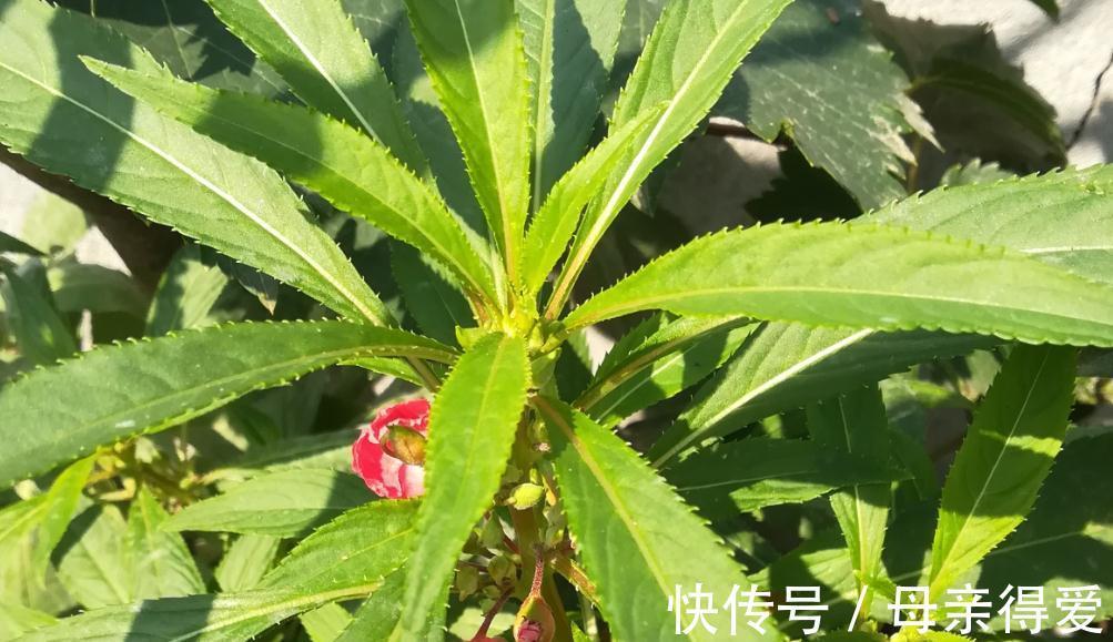 太阳花|简单又好养的3种花卉，其中一种被毛爷爷赞赏