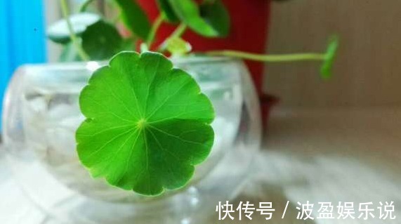 黄叶|水培铜钱草为什么总是黄叶,注意两点就可以挽救,叶片恢复生机