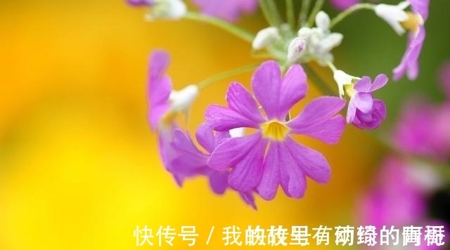 桃花|2021年爱情苦尽甘来的4星座，桃花大旺，将与旧爱破镜重圆