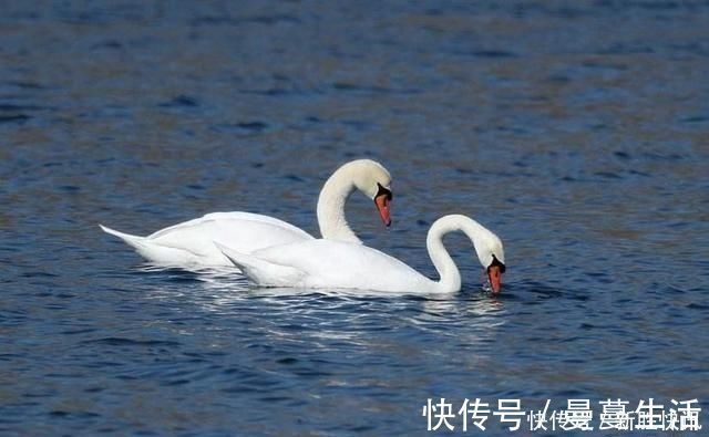 点画&《兰亭序》点画之四三点水、横三点、横四点、聚四点