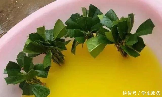 3种花,就得趁现在扦插,再晚就不生根了!3种花,就得趁现在扦插,再晚就不生根了!