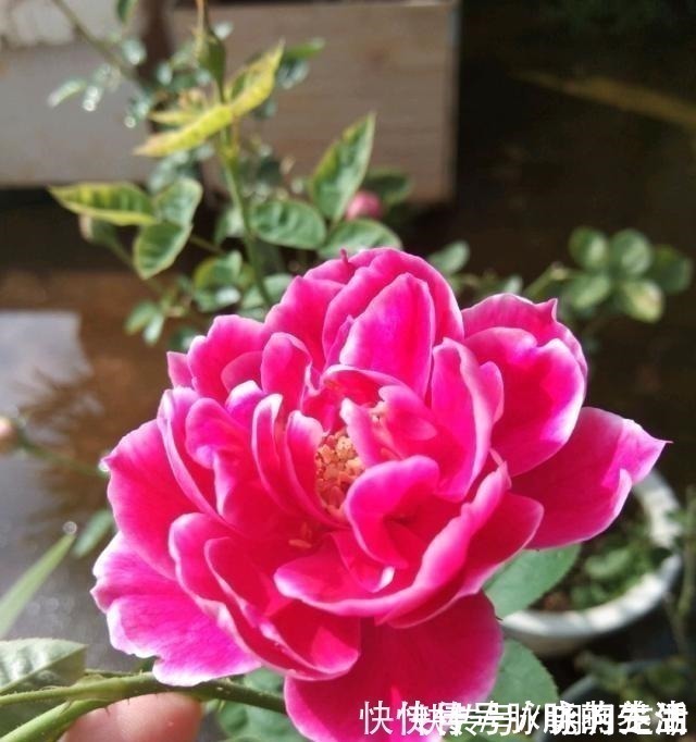 植株|这花开得太漂亮了，简直就是神仙颜值，难怪大家称它为“妖花”！