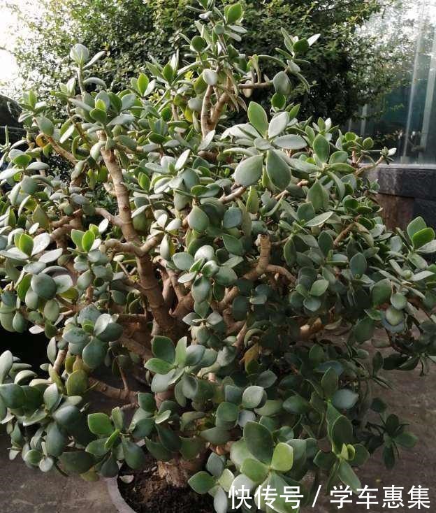 这花冬天不能放在室外,气温低于5度就死亡,太可怕了!