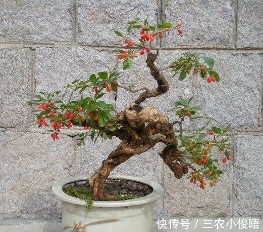 没钱买花，野外去挖，插个枝就活，一年变昂贵的盆景，挂满红果果