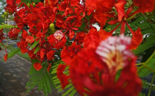 此种“有诗意”的花,既美丽,又好养,懂花的人快回家养一盆