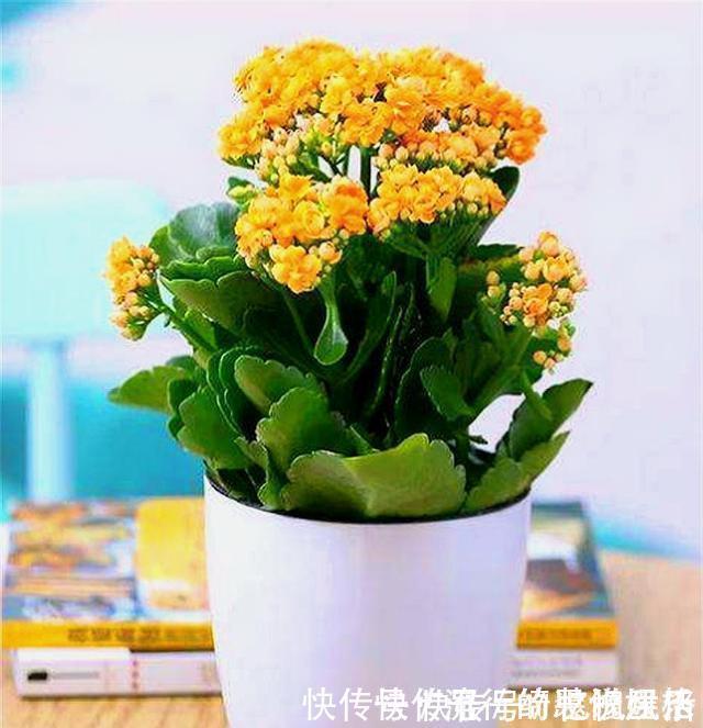 修剪|长寿花花后养护很重要,3件事越早做越好,下次开花准爆盆