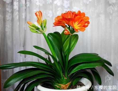 树叶|君子兰叶子长得参差不齐,学会以下几点,叶子特整齐