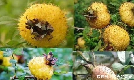 男女养生要会吃，建议吃以下食物，滋养血液，改善便秘，谁吃谁好