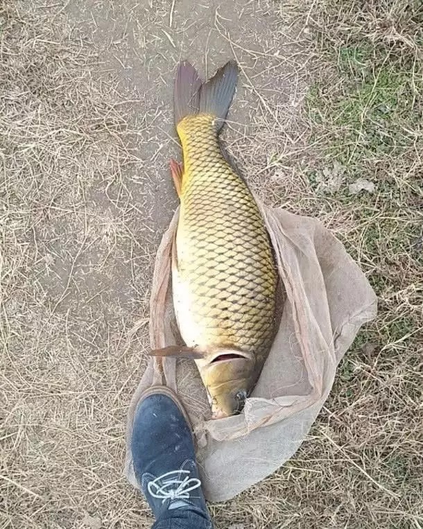 冬天怎样“高效”钓鲫鱼?高手十几年才悟出6条经验,记牢了