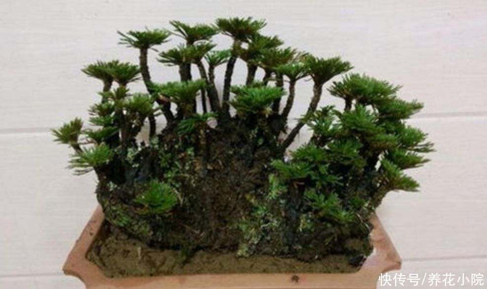 精致|3种普通的“小草”,也能养成美观小盆景,精致小巧生机盎然