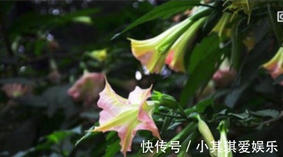 蒙汗药|古代绿林蒙汗药,闻后长睡不起(曼陀罗花制成的迷情药)