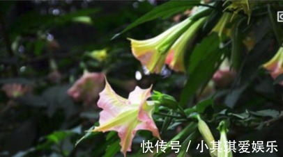 蒙汗药|古代绿林蒙汗药，闻后长睡不起(曼陀罗花制成的迷情药)