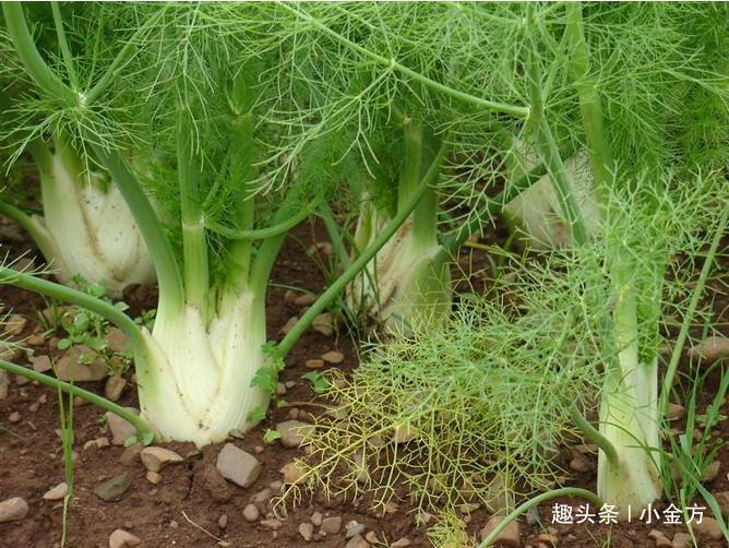 大茴香|疼的你死去活来的“痛经”,一把茴香搞定,老中医说的办法请收好