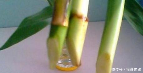 富贵竹“离不开”这种水，加一点，不烂根、不黄叶，家里吉祥富贵