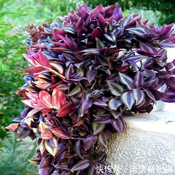 吊竹梅|找个“晾衣杆”养这6种花，顺着杆子长，不占地花朵似灯笼垂下来