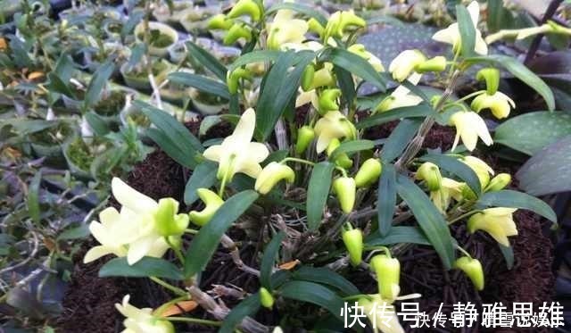 养花不开花,啥都不用学,就会用这些水浇花