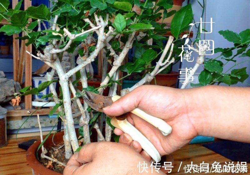 侧枝|养6种花，手不能懒，经常“剪一剪”，越剪越爆盆