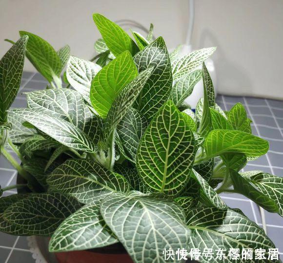 多肉植物|夏天给花浇水,忌讳“多”浇,高温天浇水有规律,避免引起黄叶